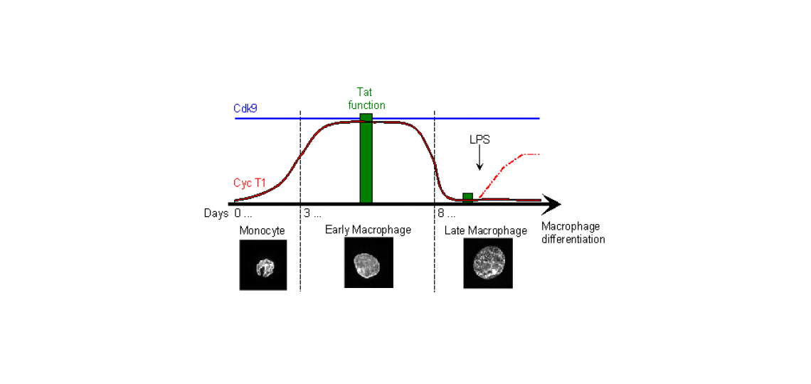 Regulation of cyclin T1 expression and Tat activity during macrophage differentiation.