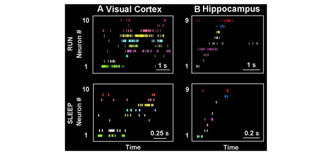 Memory traces are replayed during sleep.