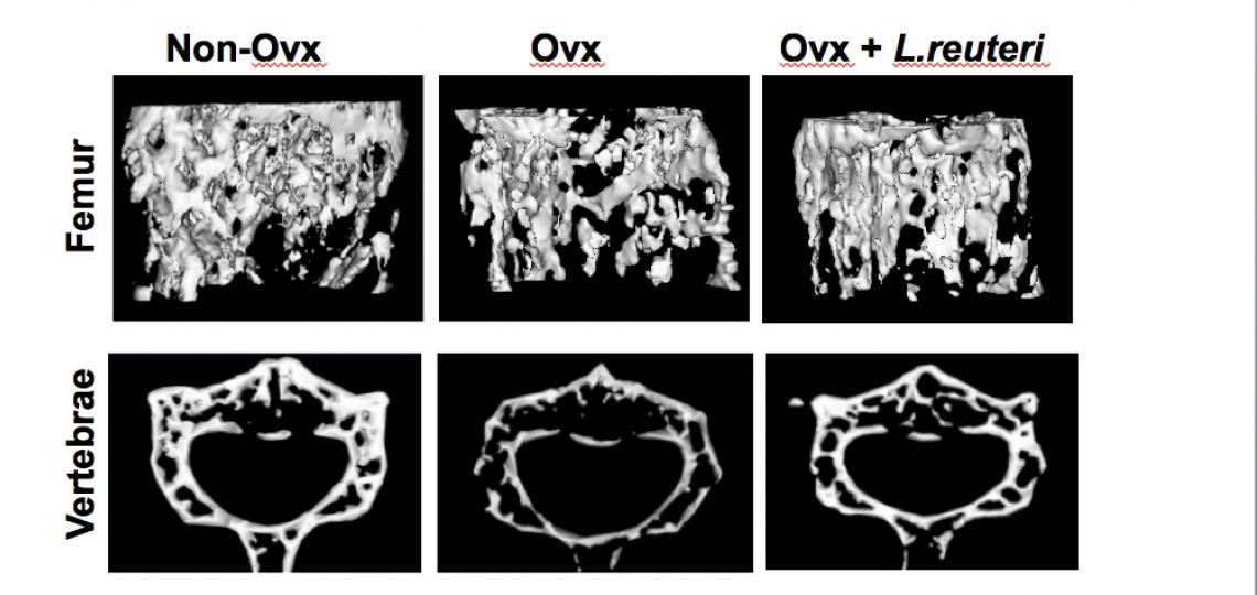 Ovariectomy (Ovx) mice treated with L. reuteri for 4 weeks display femur and vertebral trabecular bone volumes that are similar to ovary intact control mice.