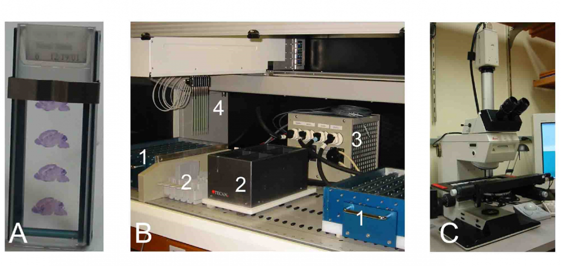 RNA In Situ Hybridization Core