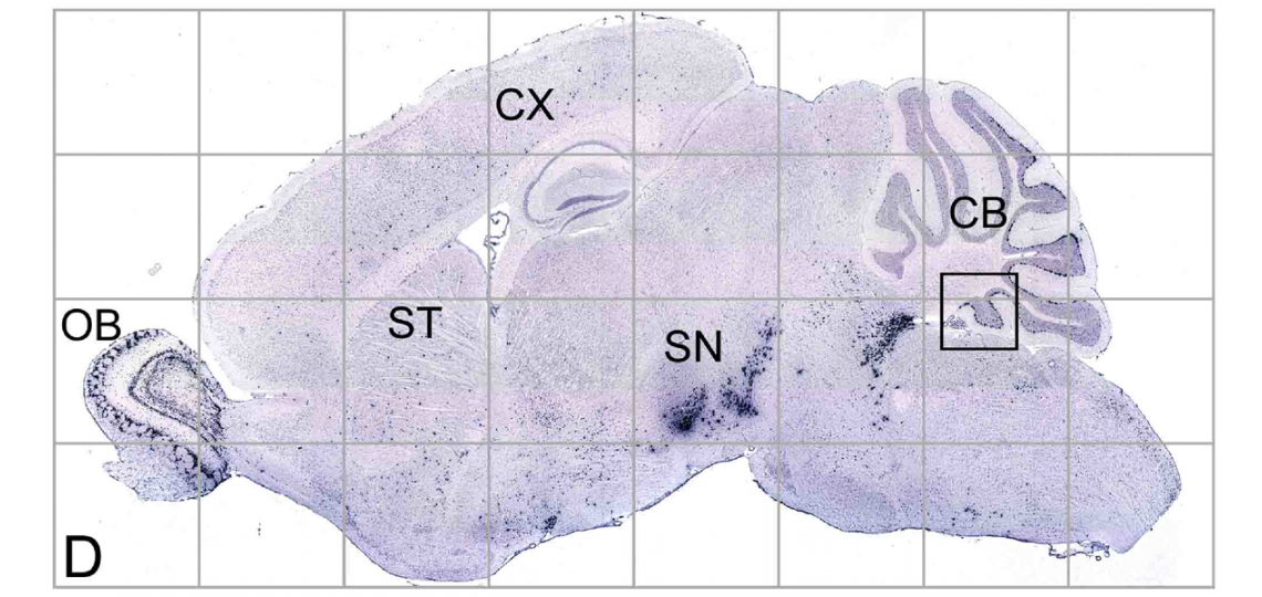 RNA In Situ Hybridization Core