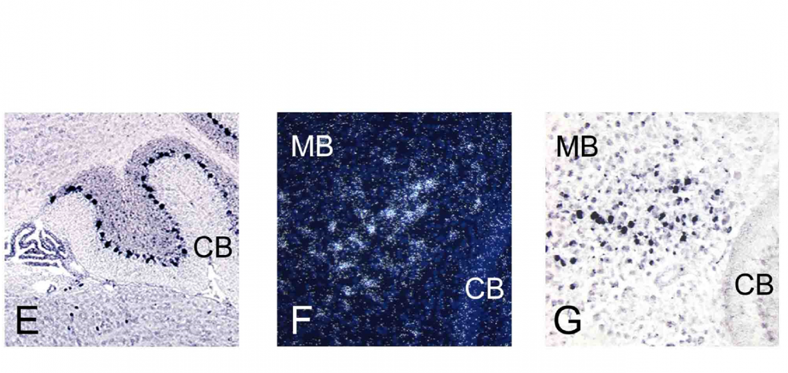 RNA In Situ Hybridization Core