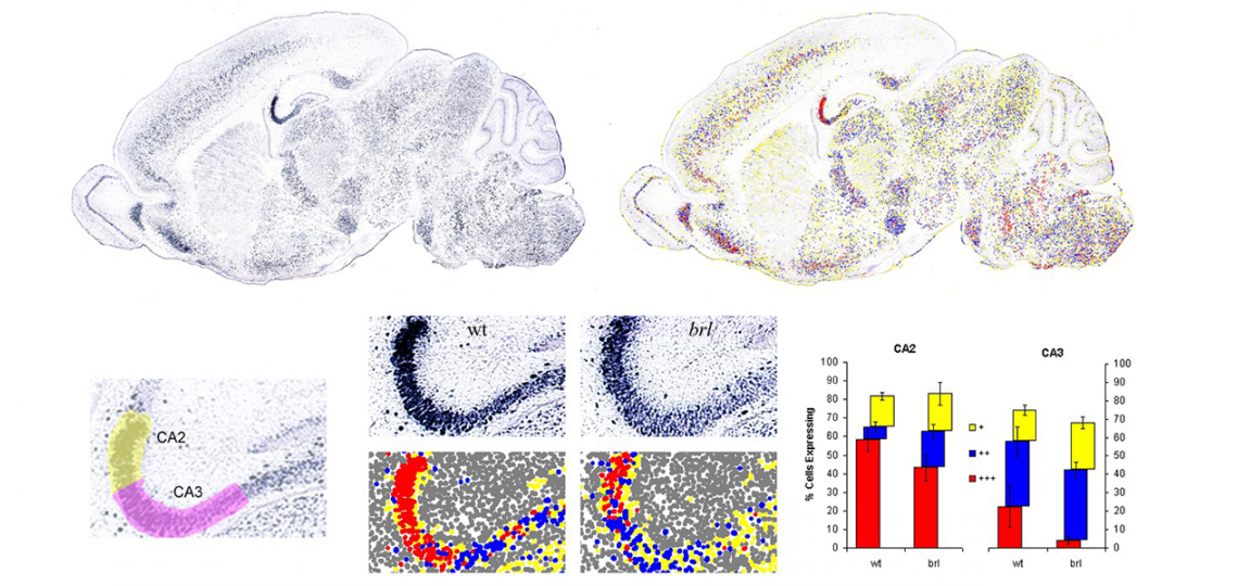 RNA In Situ Hybridization Core