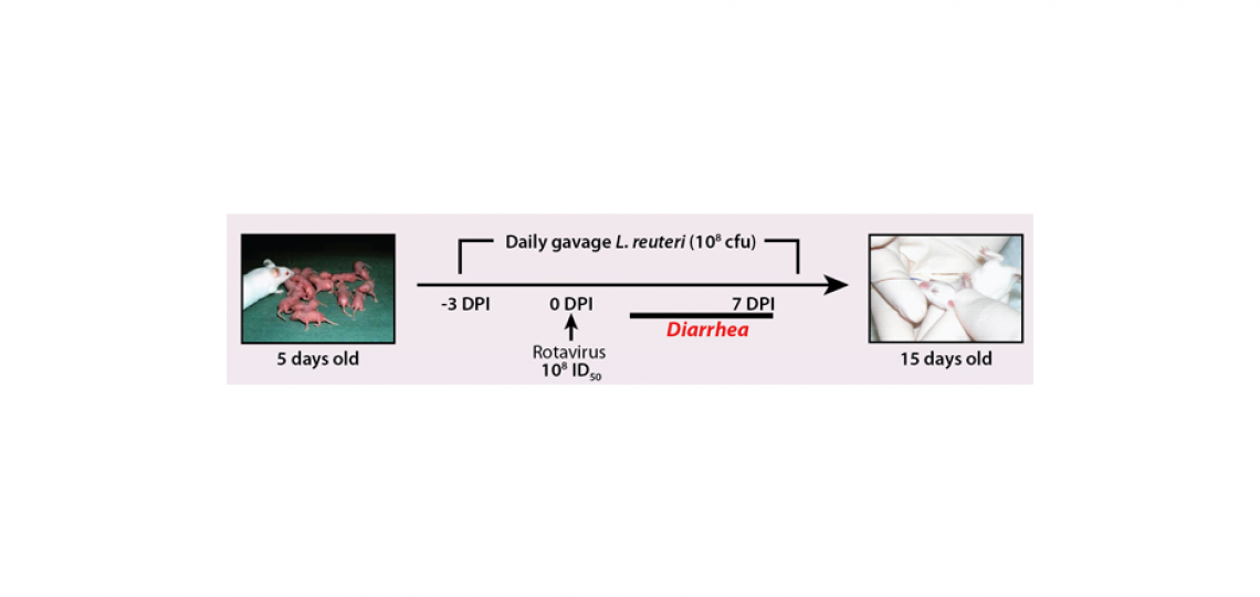 rotavirus4 Transient presence of human-derived probiotic Lactobacillus reuteri increases microbiome richness and diversity and stimulates intestinal epithelial turnover in rotavirus-infected neonatal mice.