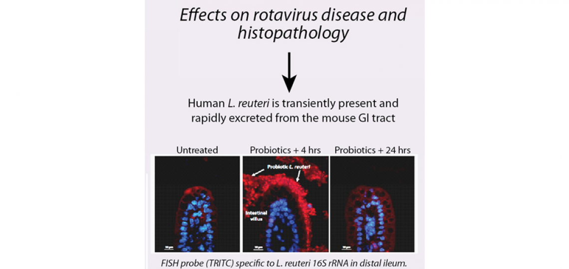 rotavirus4 Transient presence of human-derived probiotic Lactobacillus reuteri increases microbiome richness and diversity and stimulates intestinal epithelial turnover in rotavirus-infected neonatal mice.
