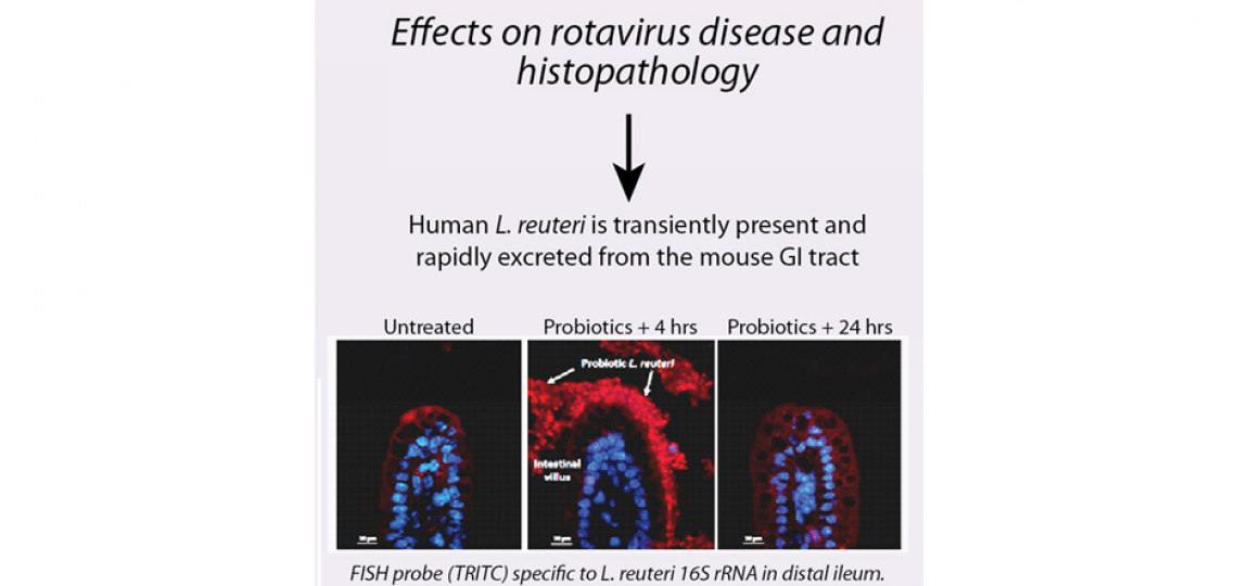 Transient presence of human-derived probiotic Lactobacillus reuteri increases microbiome richness and diversity and stimulates intestinal epithelial turnover in rotavirus-infected neonatal mice.