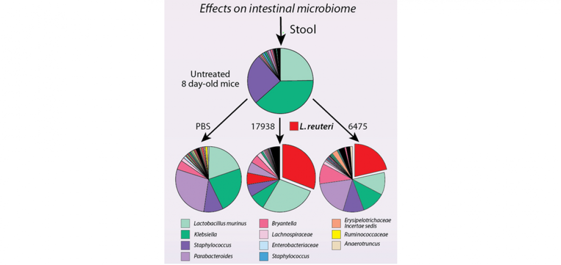 Transient presence of human-derived probiotic Lactobacillus reuteri increases microbiome richness and diversity and stimulates intestinal epithelial turnover in rotavirus-infected neonatal mice.