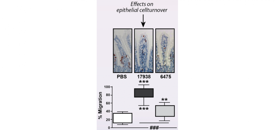 rotavirus4 Transient presence of human-derived probiotic Lactobacillus reuteri increases microbiome richness and diversity and stimulates intestinal epithelial turnover in rotavirus-infected neonatal mice.