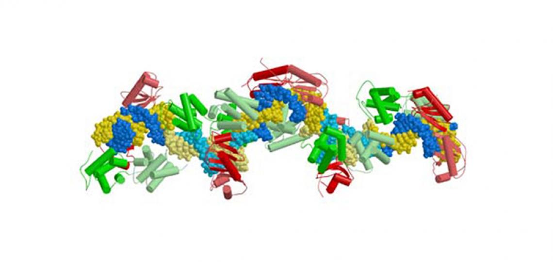 Figure 1: Architecture of a human ternary TFIIBc-TBPc complex bound to a 17 base pair long segment of the adenovirus major late promoter.