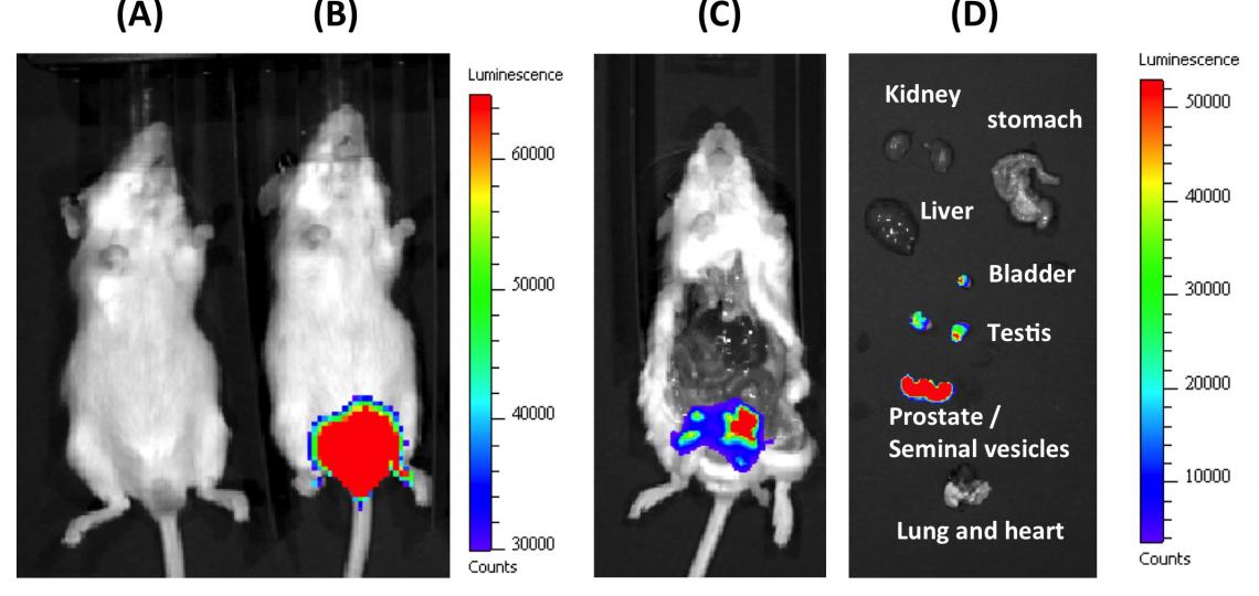 Bioluminescence imaging (BLI) revealed strong expression of Luciferase transgene (along with c-Myc, not shown)in the prostate tissue of the newly established transgenic model.