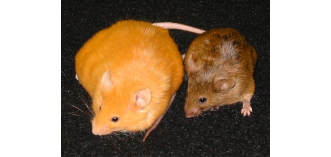 Agouti-mice waterland-agouti-mice