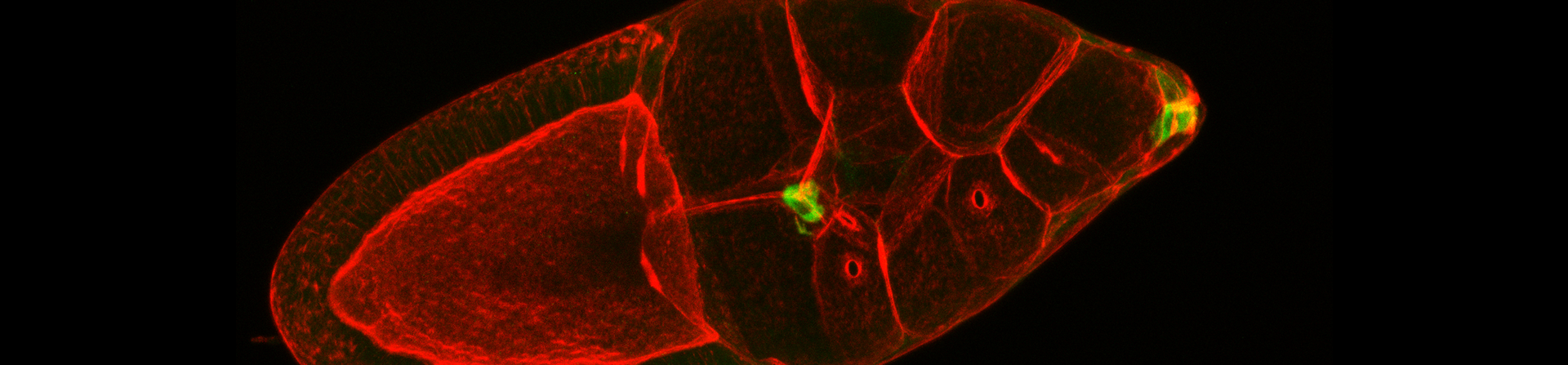 The Drosophila embryo is a excellent model to better understand the process of cooperative cell migration