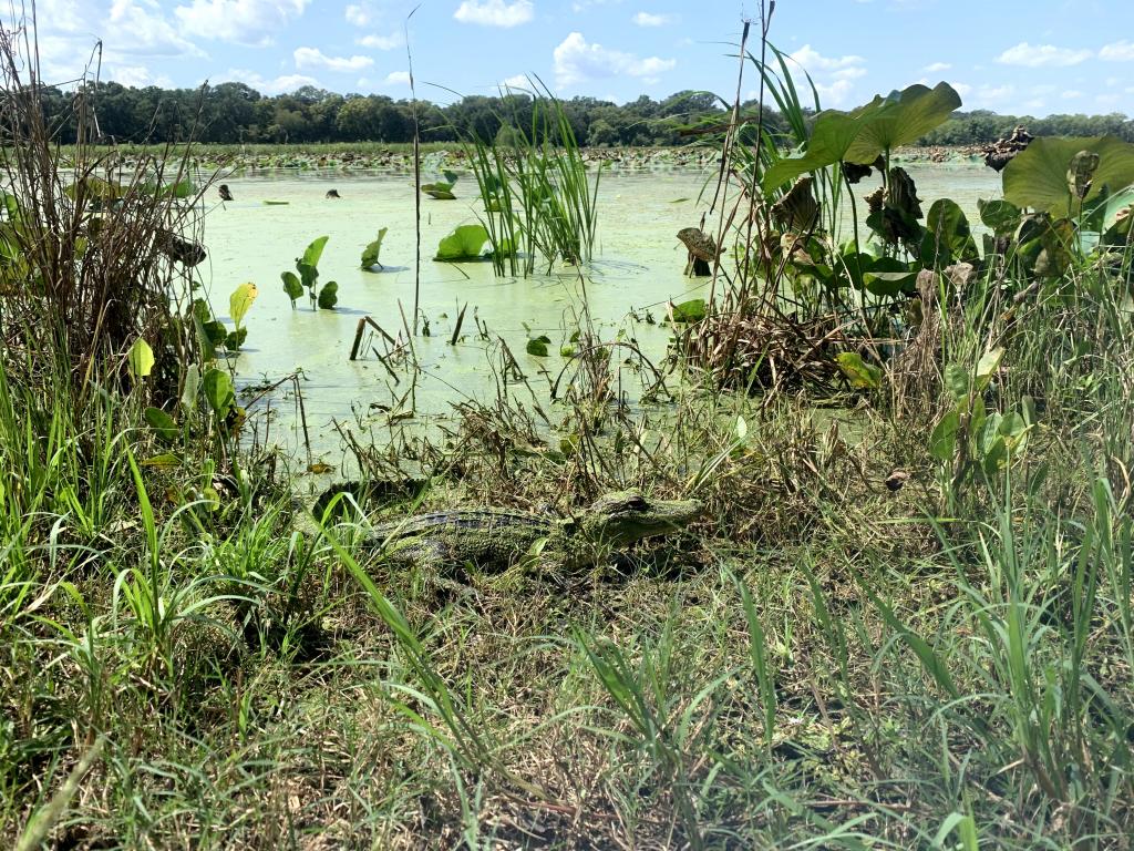 Enjoy lush greenery at Brazos Bend State Park. You may even make friends with alligators!
