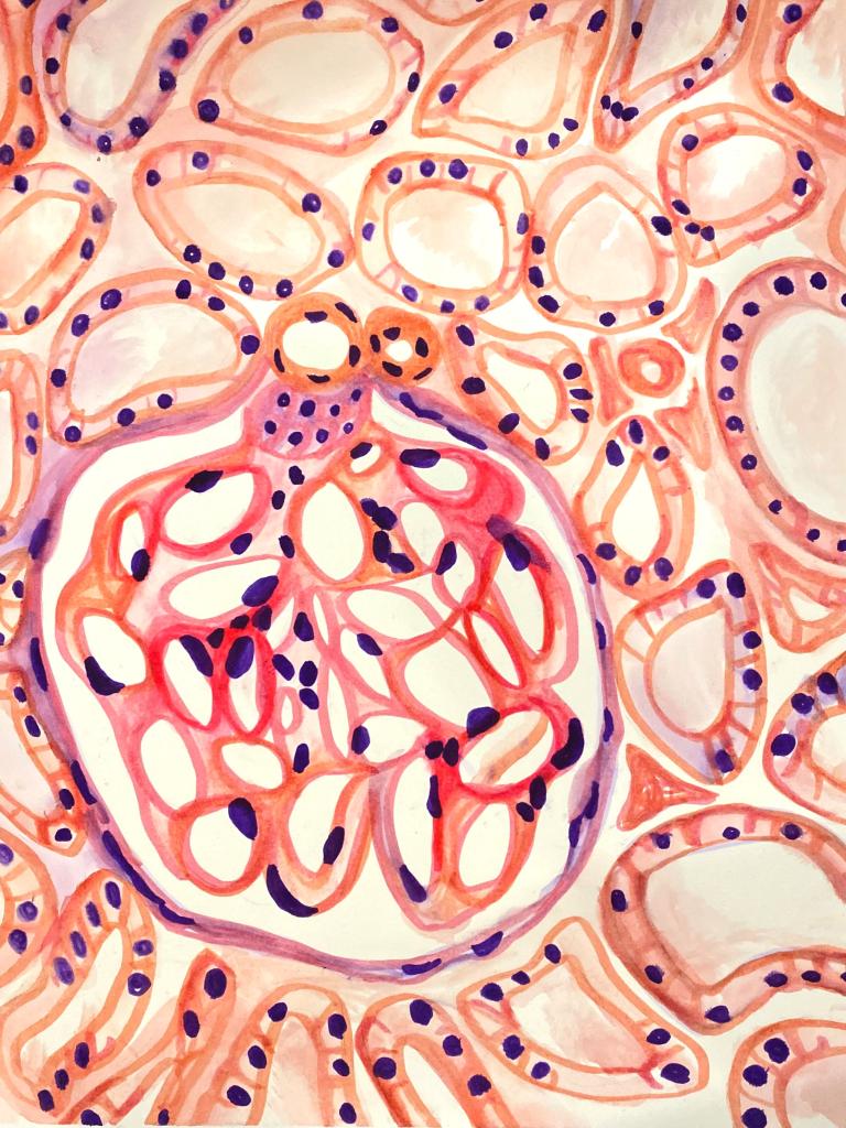 “A Glomerulus”, Kidney glomerulus drawing