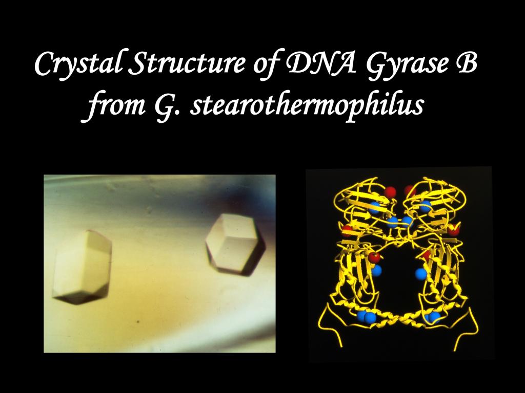 Crystal Structure of DNA Gyrase B from G. stearothermophilus