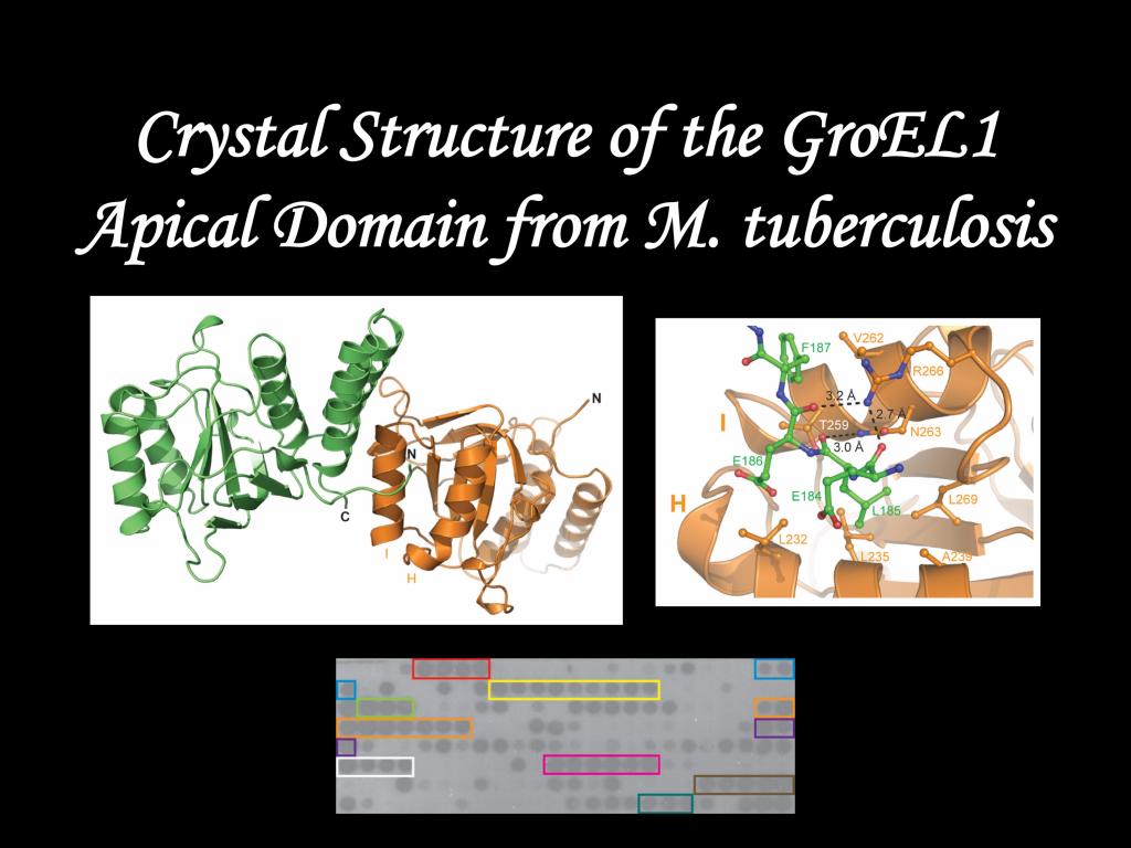 Crystal Structure of the GroEL1 Apical Domain from M. tuberculosis