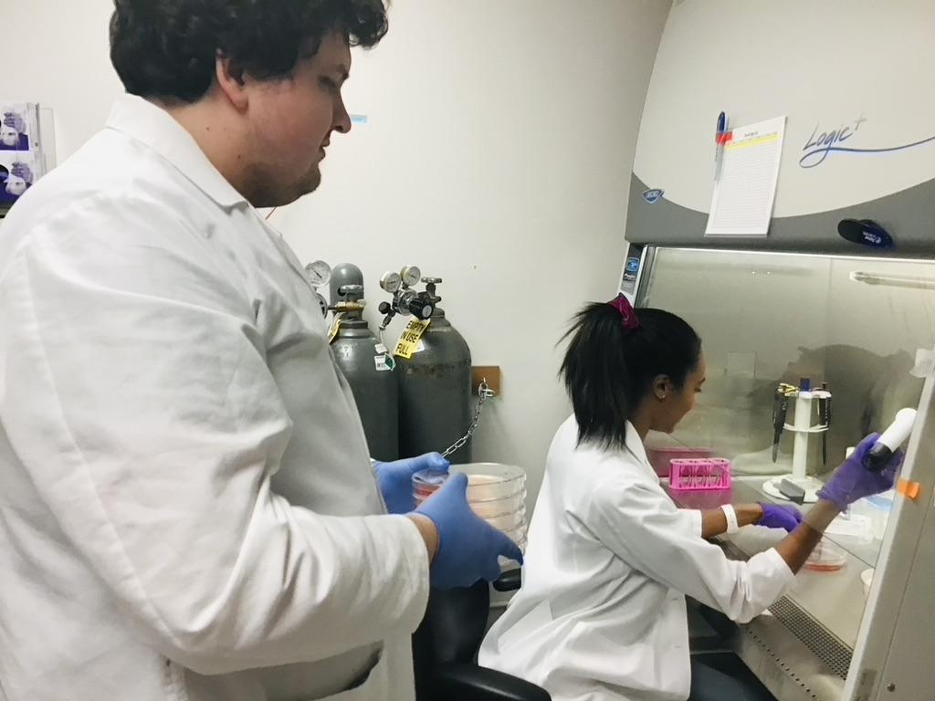 Oliver and Lauren culturing human induced pluripotent stem cell-derived cardiomyocytes.