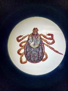 Dermacentor variabilis (adult female)