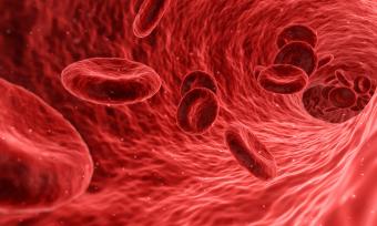 Illustration of red blood cells