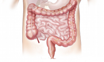 Drawing of the intestines and colon