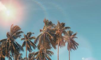 Photo of the sun in the blue sky with palm trees in the foreground. 