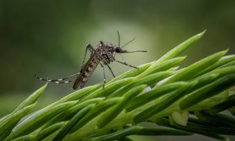 A close up photograph of a mosquito on green plant