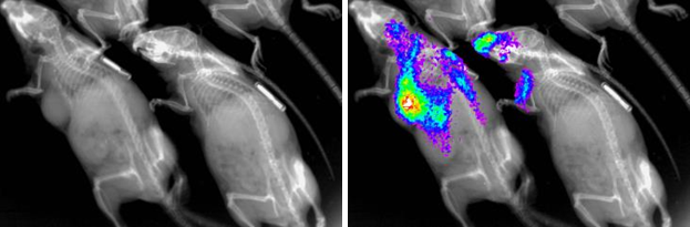 InVivo Imager (2D X-Ray, fluorescenceluminescence)