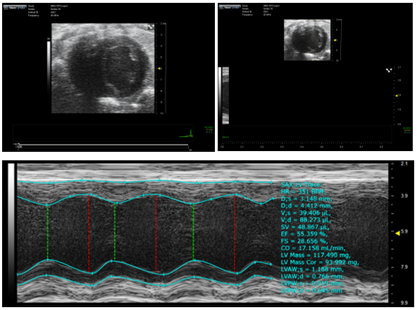 Ultrasound Visualsonics Vevo 2100