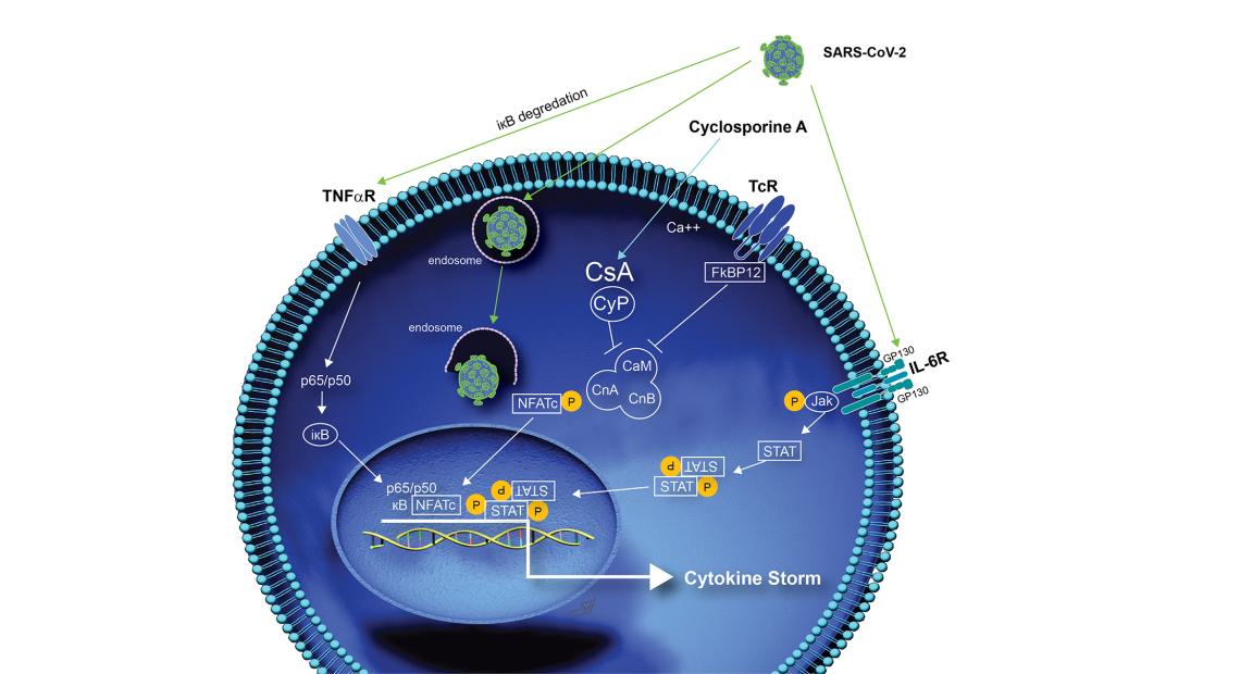 CsA and CIVID-19 cellular pathways.