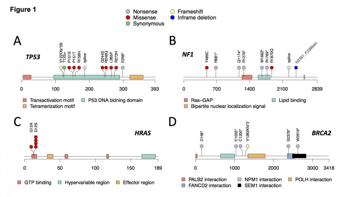 Key RMS predisposition genes and variants