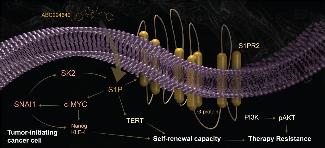 SNAI1 drives dysfunction of sphingolipid metabolism by activating S1P pathways to amplify TIC self-renewal capacity and RT resistance 