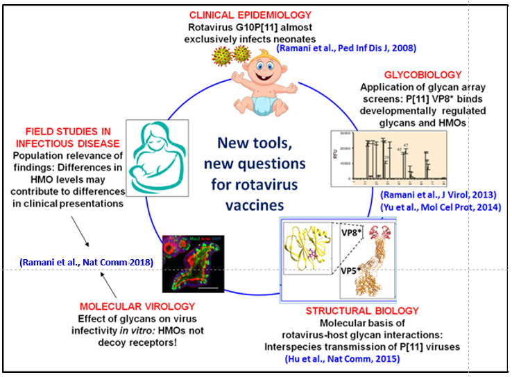 Improving responses to enteric infections and vaccines 