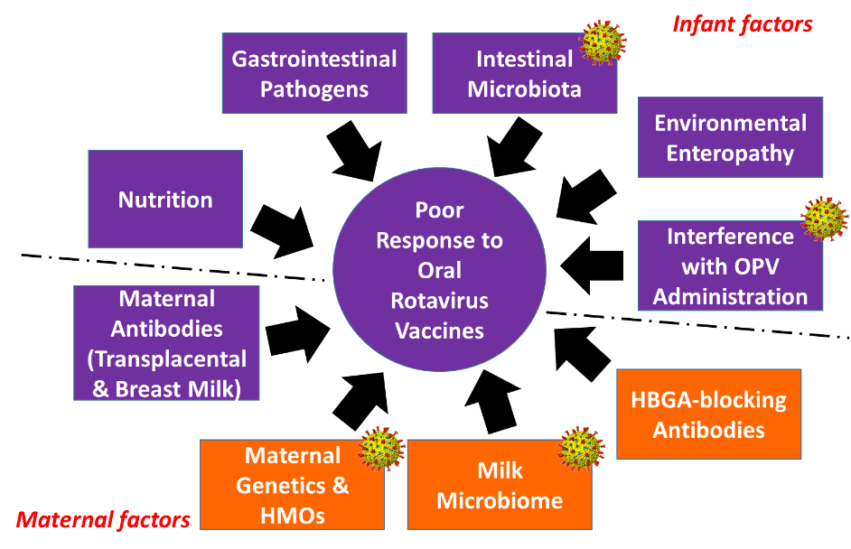 Improving responses to enteric infections and vaccines 