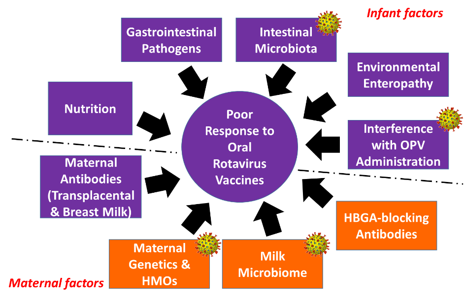 Improving responses to enteric infections and vaccines Improving responses to enteric infections and vaccines