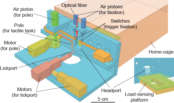 Autocage Illustration