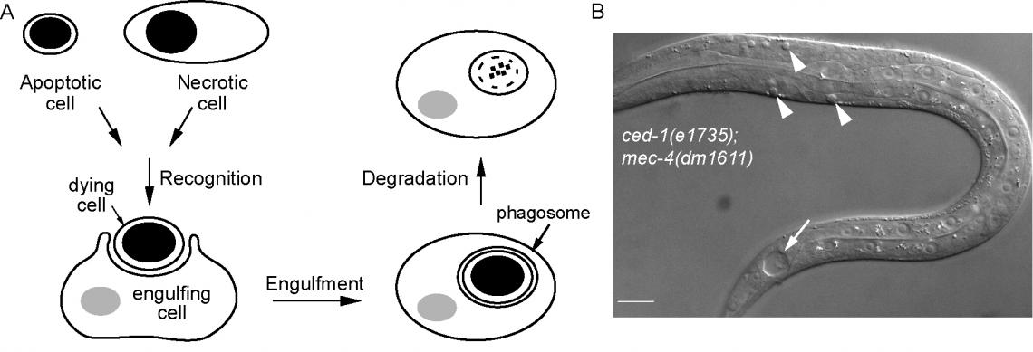 Fate of a dying cell