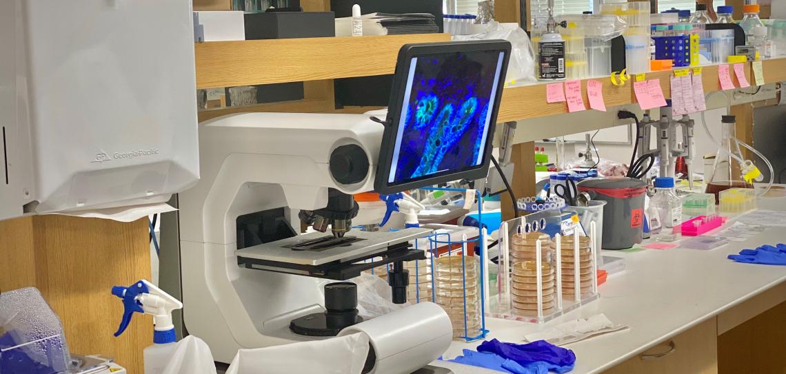Mills Lab Bench