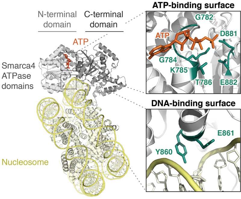 SMARCA4 (BRG1) ATPase in malignancy