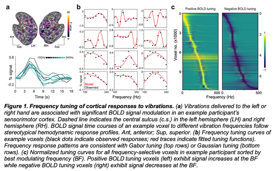The Yau lab uses functional MRI (fMRI) to characterize brain responses to tactile vibration. 