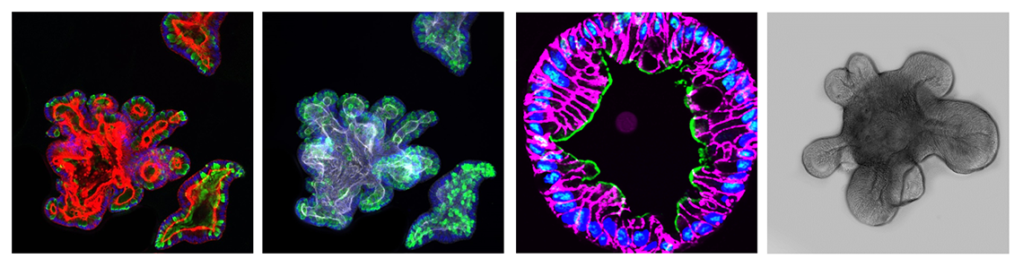 3D Organoid Core 3D Organoid Core