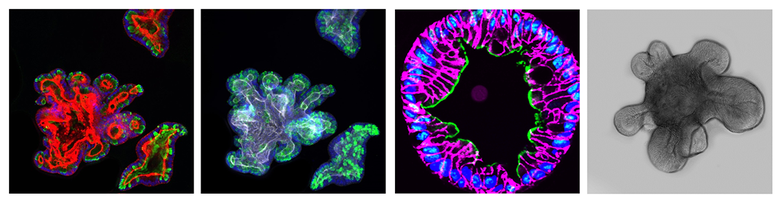 3D Organoid Core