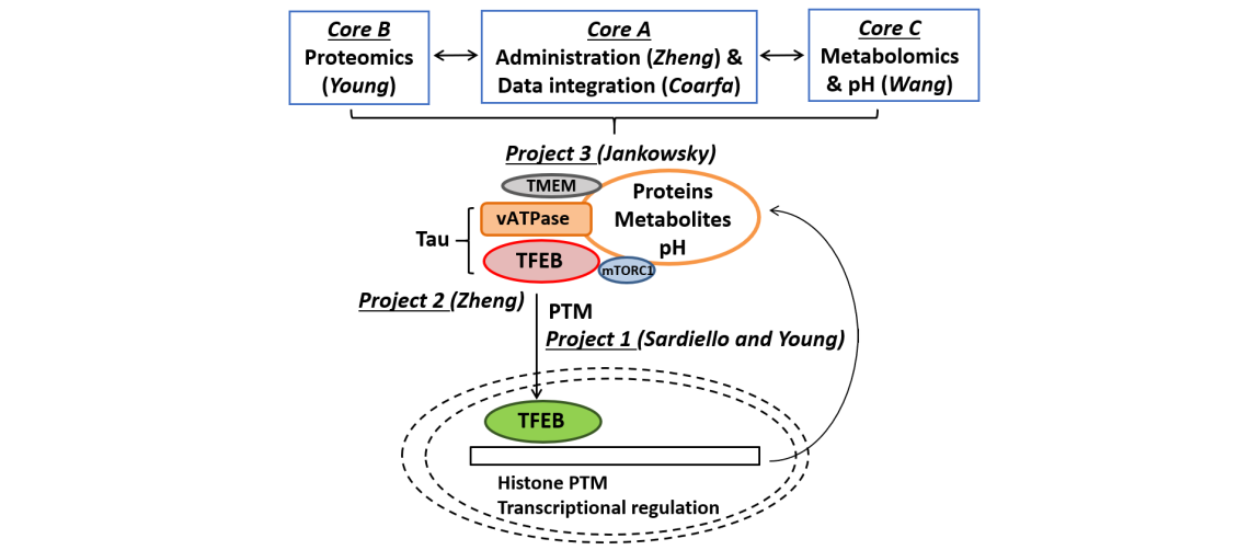 The flow chart illustrates how the projects support the study of lysosomal stress through the study of PTM patterns of TFEB (Project 1), tauopathy (Project 2), and TMEM106B (Project 3).  The Cores will support the projects by providing isolate lysosomes for unbiased proteomic (Core B) and metabolomic (Core C) profiling.  A web based ATLas of the lysosomal proteome and metabolome will also be developed (Core A).