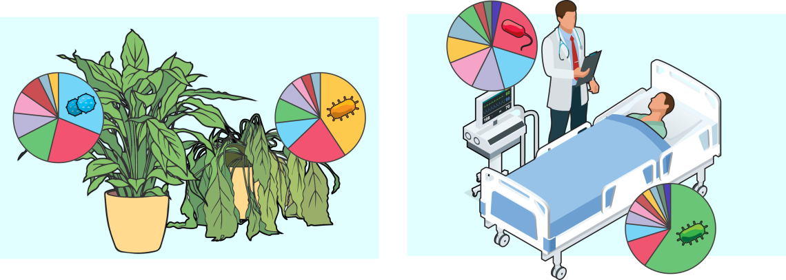 Plant - Health Comparison