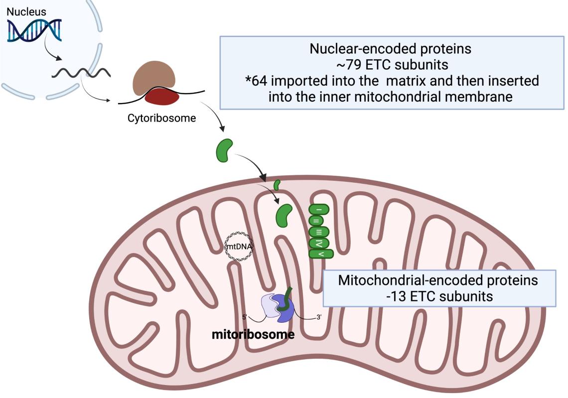 Investigating the role of mitochondrial protein translation and electron transport chain assembly in TNBC