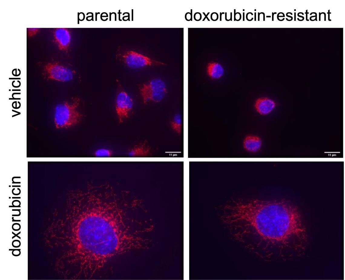 Generating and characterizing models of long-term chemoresistance in TNBC cells