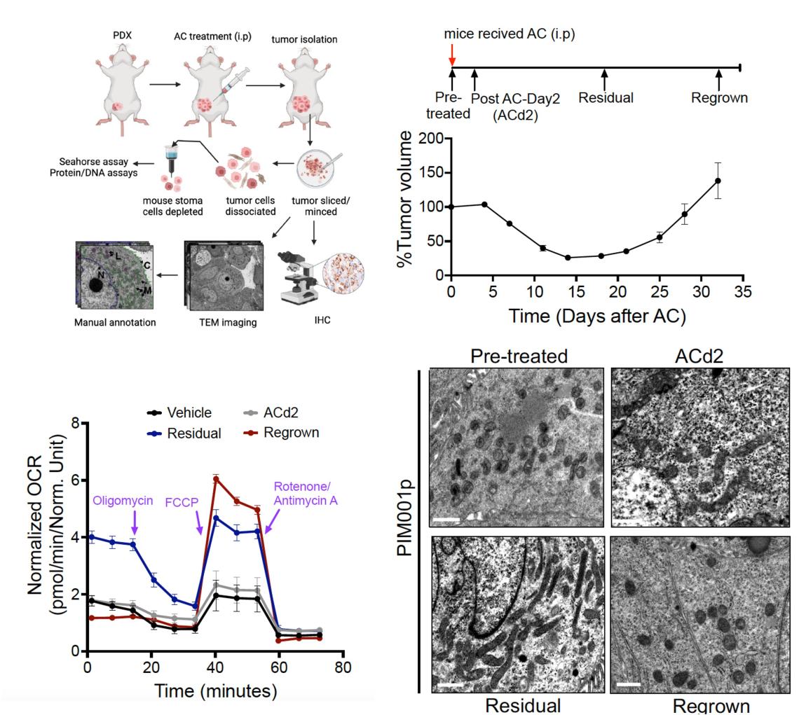 Plasticity of mitochondrial structure in residual TNBC