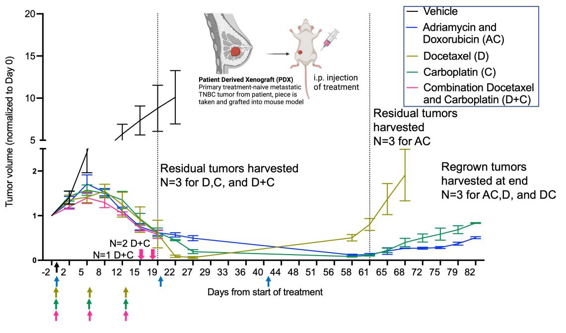 Longitudinal dissection of residual and relapsed TNBC following different conventional chemotherapeutic regimens in PDX models