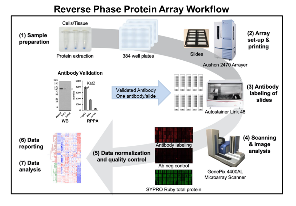 Reverse Phase Protein Array Workflow