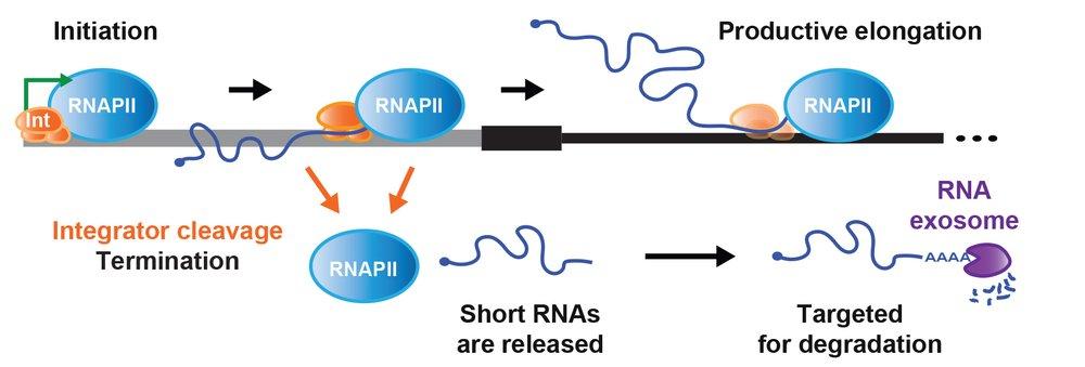 Wilusz Lab Research Figure 2 Figure 2. Integrator cleavage attenuates protein-coding gene expression From Tatomer et al. (2019) Genes Dev 33: 1525-1538.