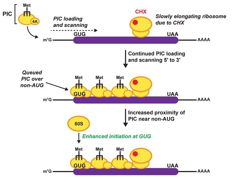 Figure 3. Ribosome queuing enables increased non-AUG translation From Kearse et al. (2019) Genes Dev 33: 871-885.